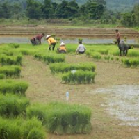 wir sehen Reisbauern bei der Arbeit • <a style="font-size:0.8em;" href="http://www.flickr.com/photos/127204351@N02/19037638720/" target="_blank">View on Flickr</a>