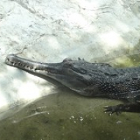 Gharial • <a style="font-size:0.8em;" href="http://www.flickr.com/photos/127204351@N02/19317992289/" target="_blank">View on Flickr</a>