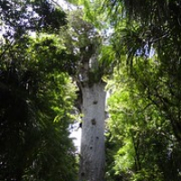 Tane Mahuta, der Lord des Waldes • <a style="font-size:0.8em;" href="http://www.flickr.com/photos/127204351@N02/16201590157/" target="_blank">View on Flickr</a>