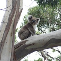 kleine Koalas im Baum • <a style="font-size:0.8em;" href="http://www.flickr.com/photos/127204351@N02/16127706273/" target="_blank">View on Flickr</a>
