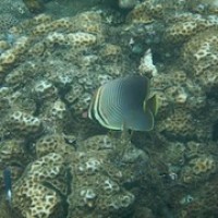 Butterflyfish • <a style="font-size:0.8em;" href="http://www.flickr.com/photos/127204351@N02/17609221176/" target="_blank">View on Flickr</a>