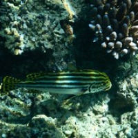 Diagonal banded sweetlips fish • <a style="font-size:0.8em;" href="http://www.flickr.com/photos/127204351@N02/17167963676/" target="_blank">View on Flickr</a>