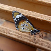 Schmetterling auf einem der Stege • <a style="font-size:0.8em;" href="http://www.flickr.com/photos/127204351@N02/16732454344/" target="_blank">View on Flickr</a>