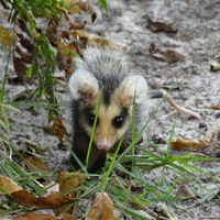 ein süßes kleines Opossum • <a style="font-size:0.8em;" href="http://www.flickr.com/photos/127204351@N02/15283679573/" target="_blank">View on Flickr</a>