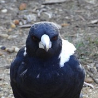 frecher Magpie • <a style="font-size:0.8em;" href="http://www.flickr.com/photos/127204351@N02/16723071465/" target="_blank">View on Flickr</a>