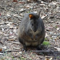 süßes Pademelon • <a style="font-size:0.8em;" href="http://www.flickr.com/photos/127204351@N02/16398127457/" target="_blank">View on Flickr</a>