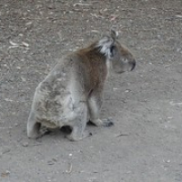 eine Seltenheit: ein Koala, der läuft • <a style="font-size:0.8em;" href="http://www.flickr.com/photos/127204351@N02/16747599065/" target="_blank">View on Flickr</a>
