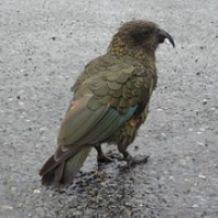 frecher Kea • <a style="font-size:0.8em;" href="http://www.flickr.com/photos/127204351@N02/15606119023/" target="_blank">View on Flickr</a>