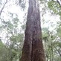 ein Riesenbaum • <a style="font-size:0.8em;" href="http://www.flickr.com/photos/127204351@N02/15983244564/" target="_blank">View on Flickr</a>