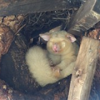 ein Albino-Possum • <a style="font-size:0.8em;" href="http://www.flickr.com/photos/127204351@N02/16447357819/" target="_blank">View on Flickr</a>