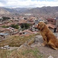 genießt mit uns die Aussicht auf Cusco • <a style="font-size:0.8em;" href="http://www.flickr.com/photos/127204351@N02/15535596488/" target="_blank">View on Flickr</a>