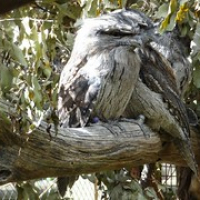 der Tawny Frogmouth • <a style="font-size:0.8em;" href="http://www.flickr.com/photos/127204351@N02/16632505302/" target="_blank">View on Flickr</a>