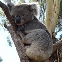 der Koala entscheidet sich defintiv für ersteres • <a style="font-size:0.8em;" href="http://www.flickr.com/photos/127204351@N02/16632055811/" target="_blank">View on Flickr</a>