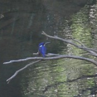 ein Kingfisher • <a style="font-size:0.8em;" href="http://www.flickr.com/photos/127204351@N02/17007695912/" target="_blank">View on Flickr</a>