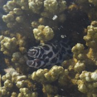 Blackspotted moray eel • <a style="font-size:0.8em;" href="http://www.flickr.com/photos/127204351@N02/16972651486/" target="_blank">View on Flickr</a>