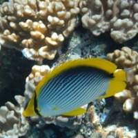 Black back butterflyfish • <a style="font-size:0.8em;" href="http://www.flickr.com/photos/127204351@N02/17006157648/" target="_blank">View on Flickr</a>