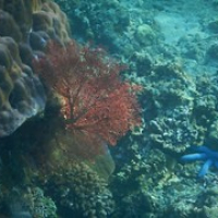 rote Korallen und blaue Seesterne • <a style="font-size:0.8em;" href="http://www.flickr.com/photos/127204351@N02/17617216722/" target="_blank">View on Flickr</a>